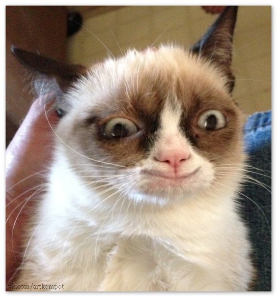Печально весёлый кот