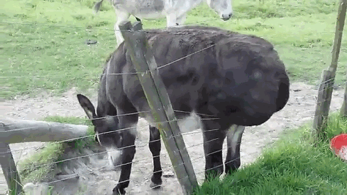 гифки-ослик-чешет-спину-582746