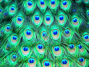 Stock_280__peacock_feathers_by_AlzirrSwanheartStock