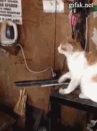 Вежливый котейка