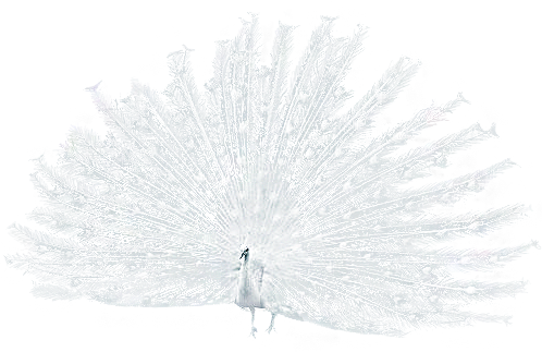 61788960_WhitePeacock_AS (1)