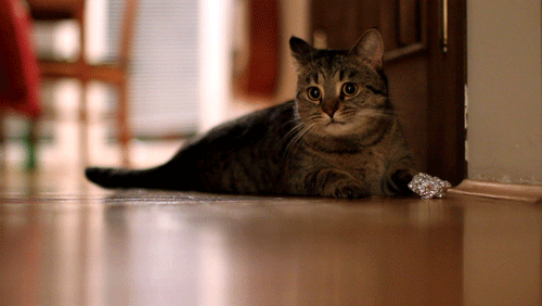 гифки-котэ-безудержное-веселье-повтор-588531