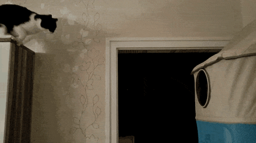 гифки-котэ-563075