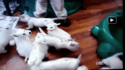 гифки-щенки-594363