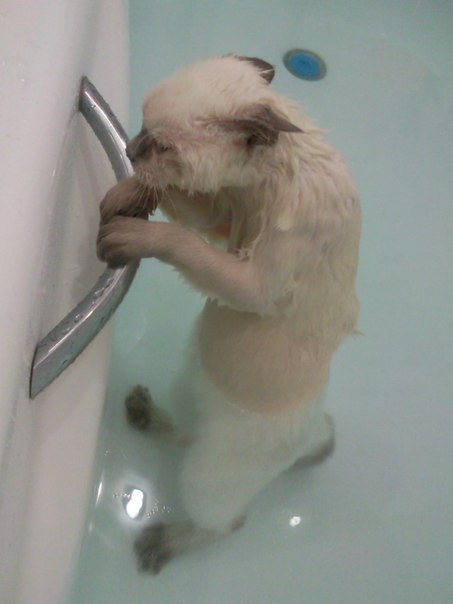 я то высохну 