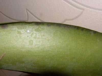 DSCN1720