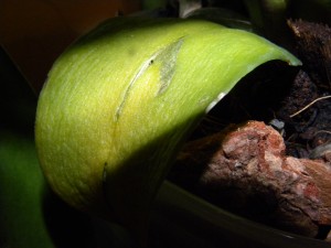 DSCN1728