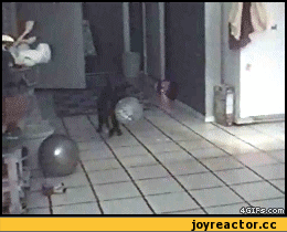 Котик любит шарик