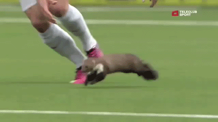 гифки-ласка-599293