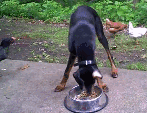 daily_gifdump_326_02