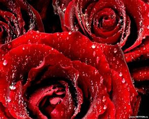 foto-krasnye-rozy