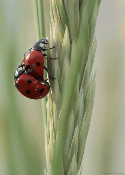 bugs