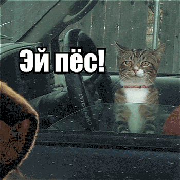 дерзкий-кот-гифки-песочница-удалённое-609641