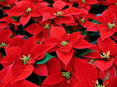 1220007457_0lik.ru