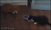 гифки-котэ-489558