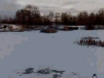 гифки-наглый-зверь-617286