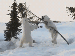 Мишки на севере