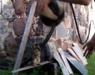 гифки-котэ-баскетбол-песочница-618792