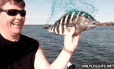 гифки-зубастая-рыба-песочница-618610