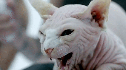 Сфинкс-гифки-котэ-мяу-551691