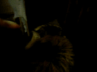 гифки-котэ-623879