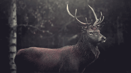 олень-мясо-гифки-528675