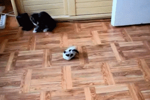 гифки-котэ-628595