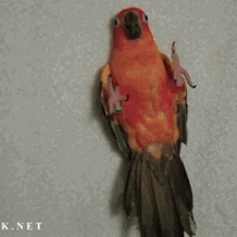 гифки-идите-нафиг-я-в-домике-попугай-629646