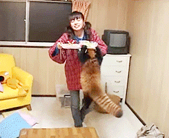 гифки-милота-няшно-красная-панда-400288