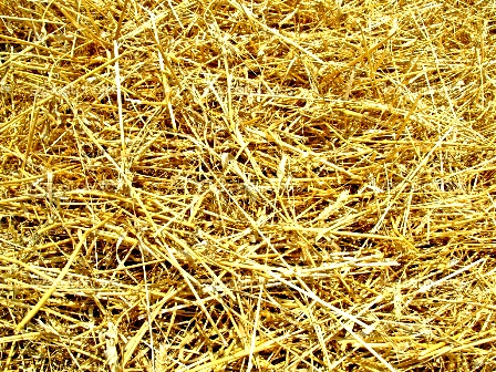 depositphotos_2106824-Hay