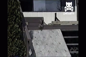 Утка и горка