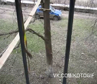 кот белка003