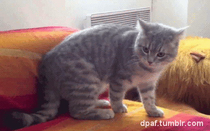 котэ-гифки-645110