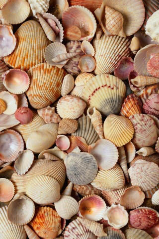 normal_sea_shells.png