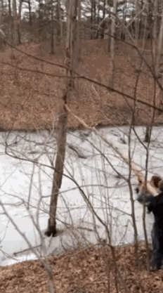 гифки-премия-дарвина-дерево-650814