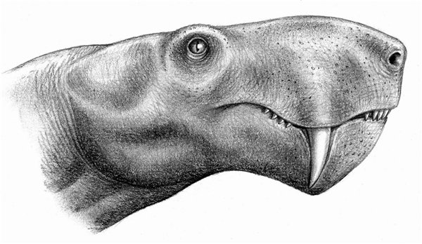 Реконструкция головы Inostrancevia latifrons