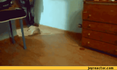 Рижая морда