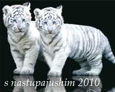 Mini-Posters-White-tiger-cubs-72893