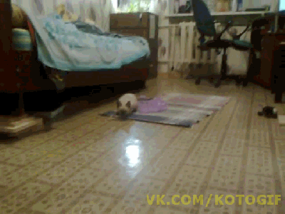 1366488474_1547812326