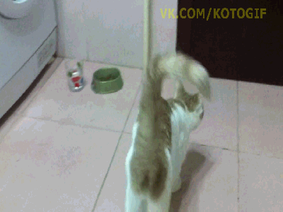 1366490857_1451362776