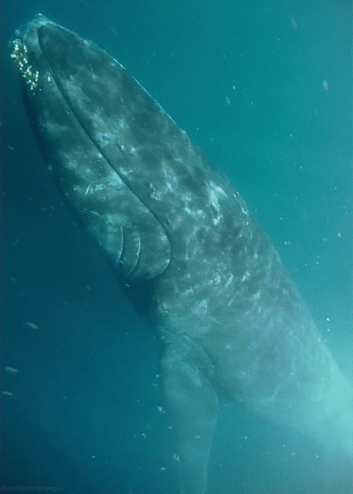 gif-anime-nature-04