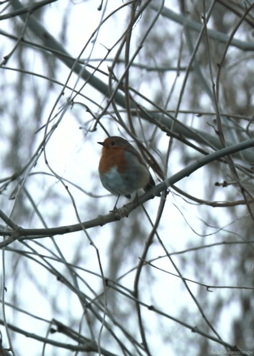 gif-anime-nature-07