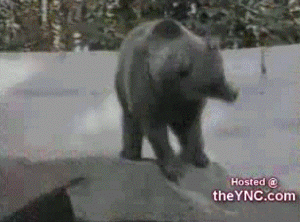 медведь танцует