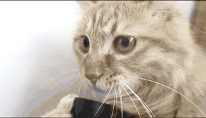 котэ-котики-наркотики-гифки-665086