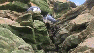 гифки-пингвин-I'm-okay-675306