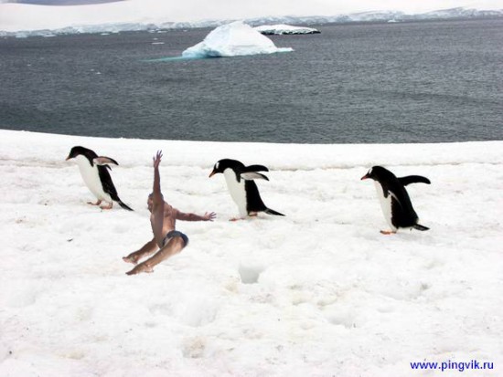 пингвинята copy