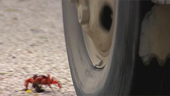 гифки-прямой-эфир-с-ввп-676511