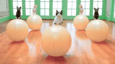 кото гимнастика