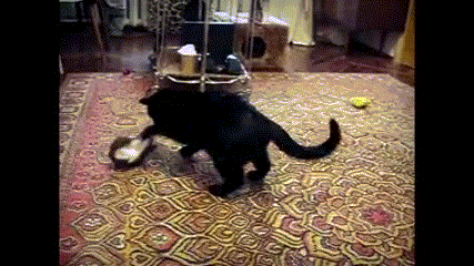 гифки-котэ-горностай-песочница-684757