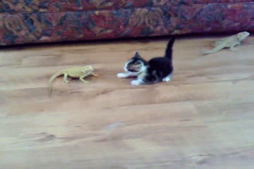 Котёнок и драконы